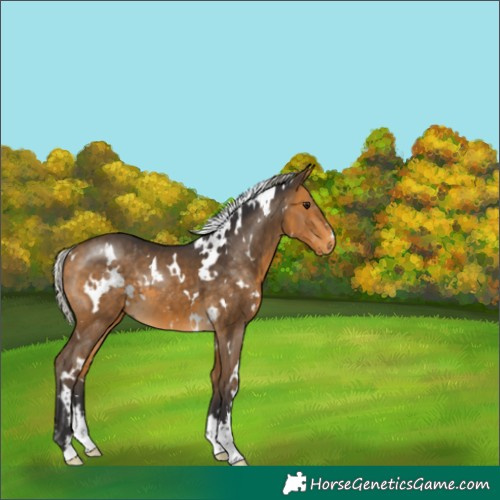 Horse Color:White Spotted Silver Buckskin 
