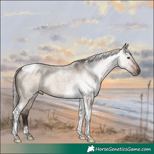 Horse Color:Silver Brown Roan Dun Tobiano Rabicano 