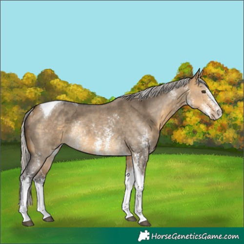 Horse Color:Silver Buckskin Dun Sabino Tobiano Rabicano