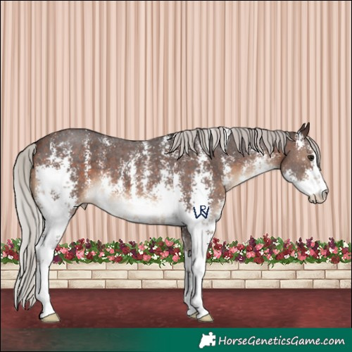 Horse Color:Silver Brown Sabino 