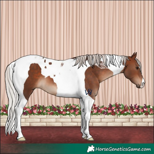 Horse Color:Silver Brown Tobiano 