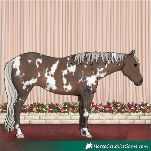 Horse Color:White Spotted Silver Black Rabicano 