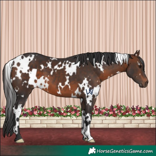 Horse Color:White Spotted Brown 