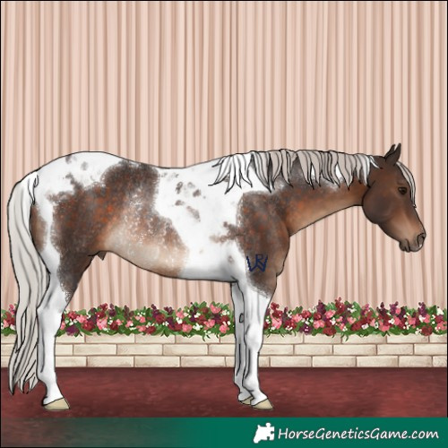 Horse Color:Silver Brown Tobiano Rabicano 
