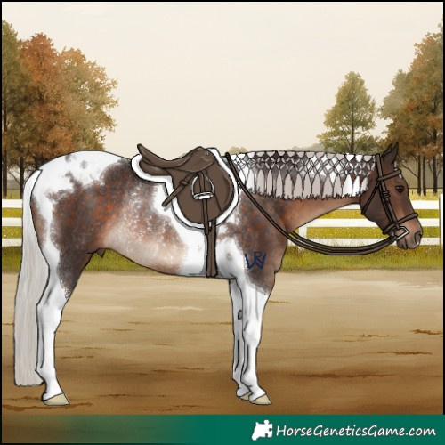 Horse Color:Silver Brown Tobiano Rabicano 