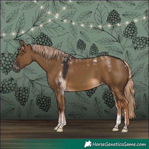 Horse Color:Powder White Gray Chocolate Palomino Dun Skewed Appaloosa