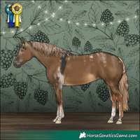 Horse Color:Powder White Gray Chocolate Palomino Dun Skewed Appaloosa