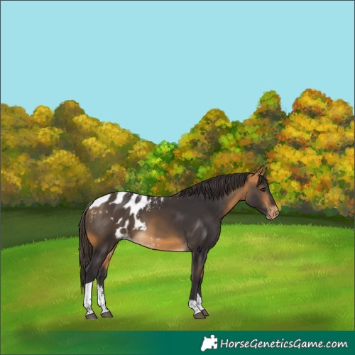 Horse Color:Powder White Buckskin Tobiano Skewed Appaloosa