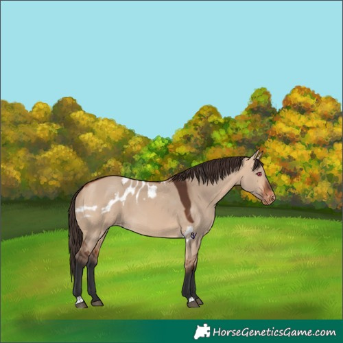 Horse Color:Bay Dun Skewed Appaloosa 