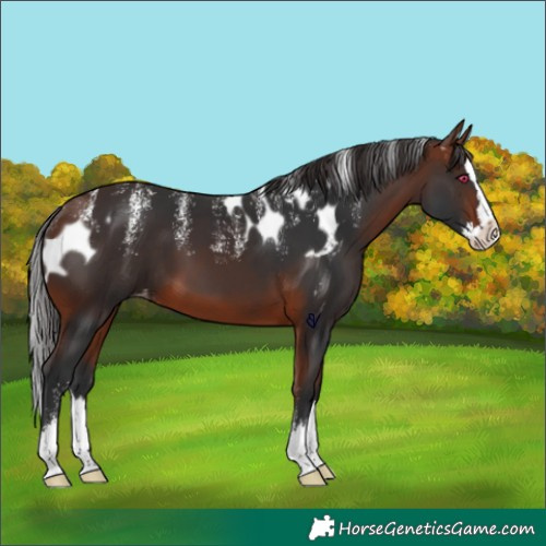 Horse Color:Powder White Bay Splash Skewed Appaloosa