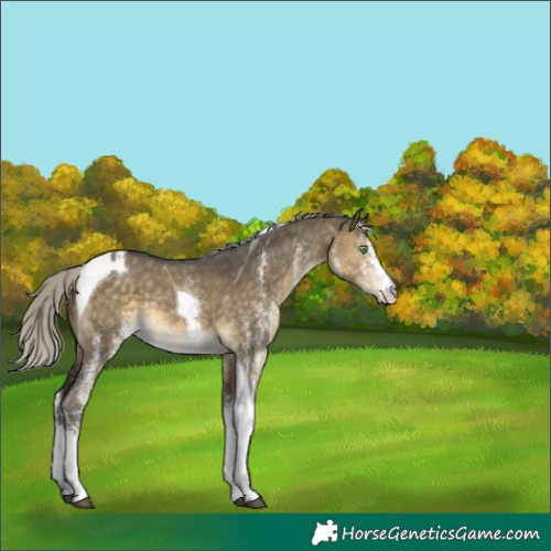 Horse Color:White Spotted Silver Buckskin Dun Tobiano Rabicano 