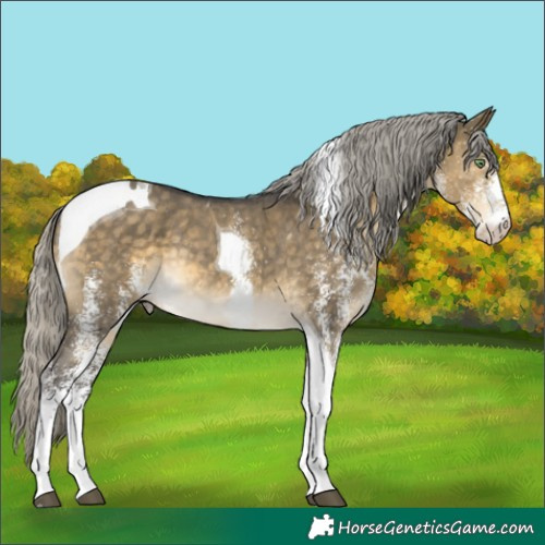 Horse Color:White Spotted Silver Buckskin Dun Tobiano Rabicano 