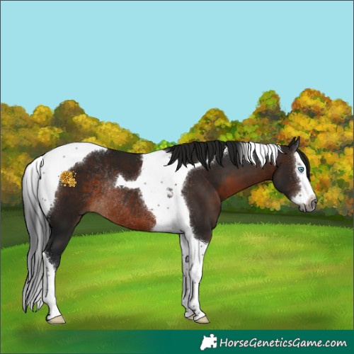 Horse Color:Gray Brown Splash Tobiano Rabicano