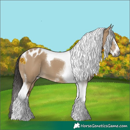 Horse Color:Gray Liver Red Dun Splash Tobiano Appaloosa