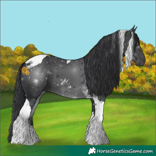 Horse Color:Black Tobiano