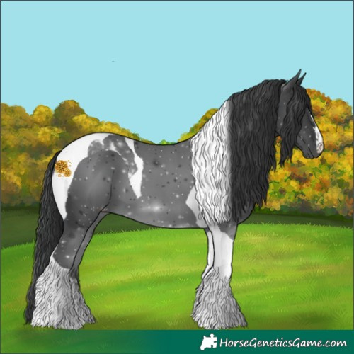 Horse Color:Black Tobiano