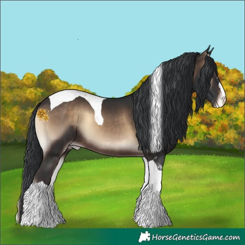 Horse Color:Brown Onyx Tobiano Appaloosa
