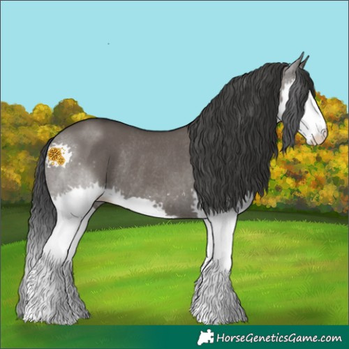 Horse Color:Grullo Splash Rabicano