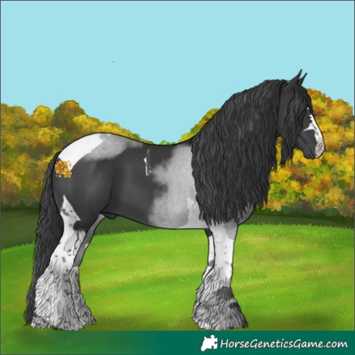 Horse Color:Black Tobiano