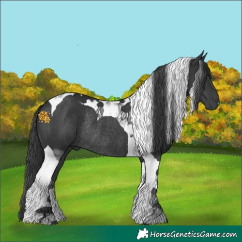 Horse Color:Black Tobiano Rabicano 