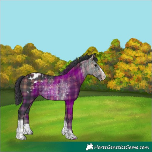 Horse Color:Plaid  Brown Splash Tobiano Appaloosa 
