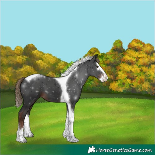 Horse Color:Liver Chestnut Sabino Splash Tobiano 
