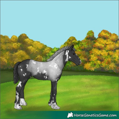 Horse Color:White Spotted Black 