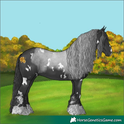 Horse Color:White Spotted Black