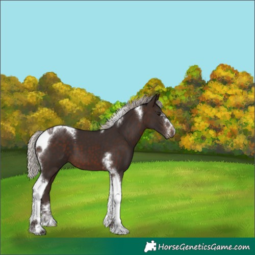 Horse Color:Silver Brown Sabino Tobiano 