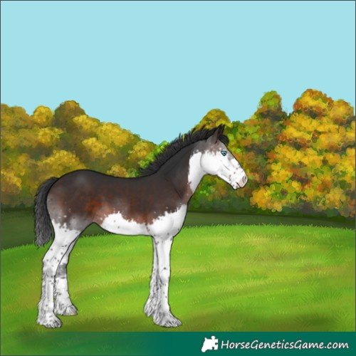 Horse Color:Brown Splash 