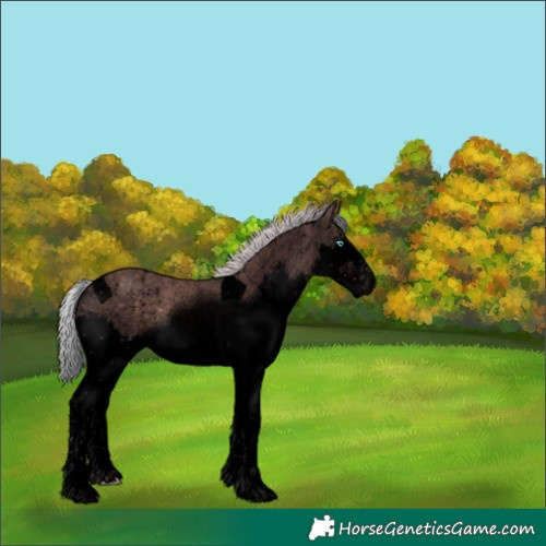 Horse Color:Void Platinum Chocolate Silver Brown Sabino Splash Tobiano 