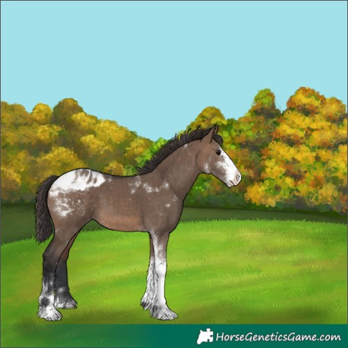 Horse Color:Brown Dun Sabino Tobiano Appaloosa