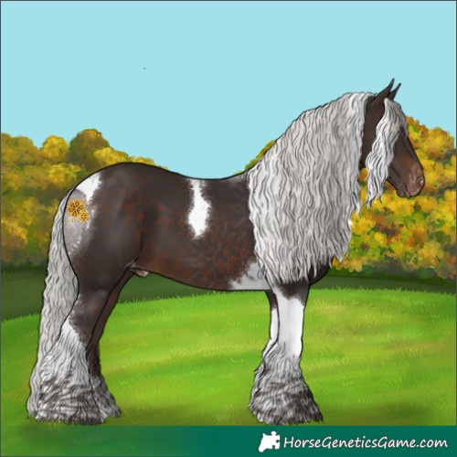Horse Color:Silver Brown Tobiano Appaloosa 