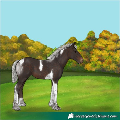 Horse Color:Silver Brown Tobiano Appaloosa