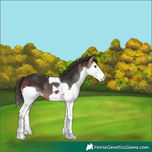 Horse Color:Brown Splash Tobiano 
