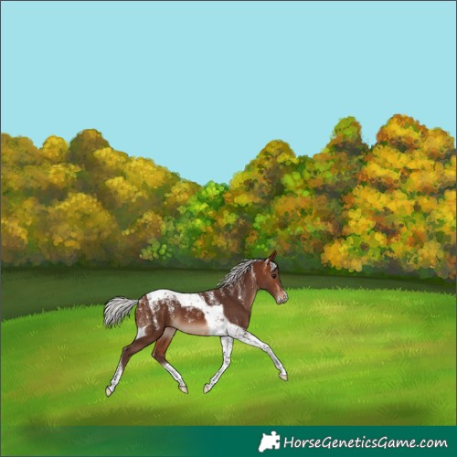 Horse Color:Powder White Silver Brown Tobiano 