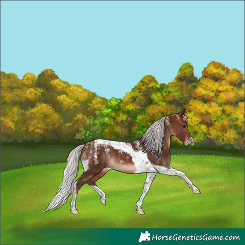 Horse Color:Powder White Silver Brown Tobiano