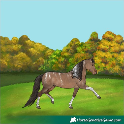 Horse Color:Powder White Liver Red Dun Tobiano 