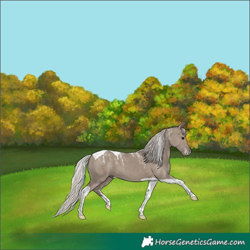 Horse Color:Powder White Silver Grullo Tobiano 