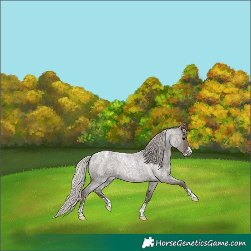 Horse Color:Powder White Silver Blue Roan