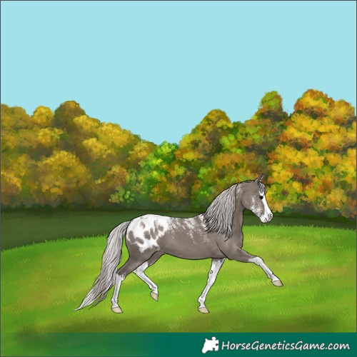 Horse Color:Powder White Silver Grullo Splash Appaloosa 