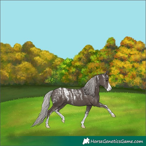 Horse Color:Powder White Silver Black 