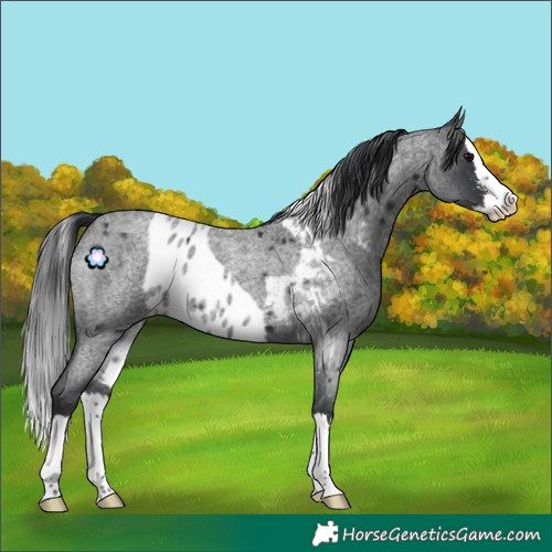 Horse Color:Blue Roan Sabino Splash Skewed Appaloosa Rabicano