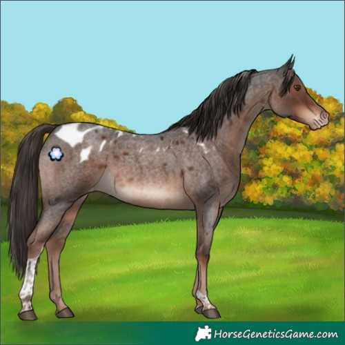 Horse Color:Liver Red Roan Tobiano Skewed Appaloosa Rabicano 