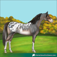Horse Color:Liver Red Roan Splash Tobiano Skewed Appaloosa Rabicano 