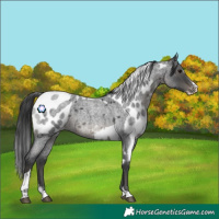 Horse Color:Blue Roan Splash Tobiano Skewed Appaloosa 