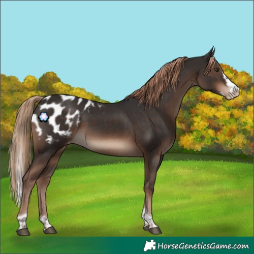 Horse Color:Liver Chestnut Splash Tobiano Appaloosa