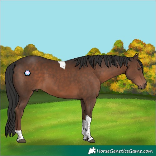 Horse Color:Liver Chestnut Tobiano Rabicano 