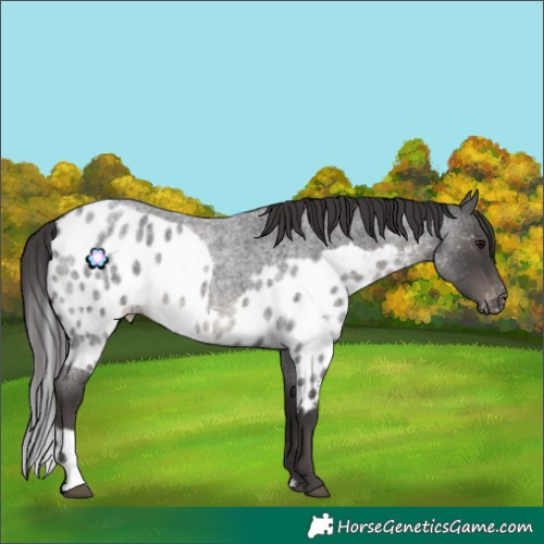 Horse Color:Smoky Blue Roan Skewed Appaloosa