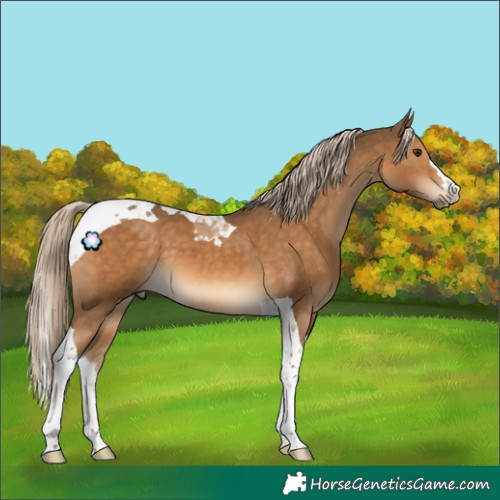 Horse Color:Chocolate Palomino Splash Tobiano 